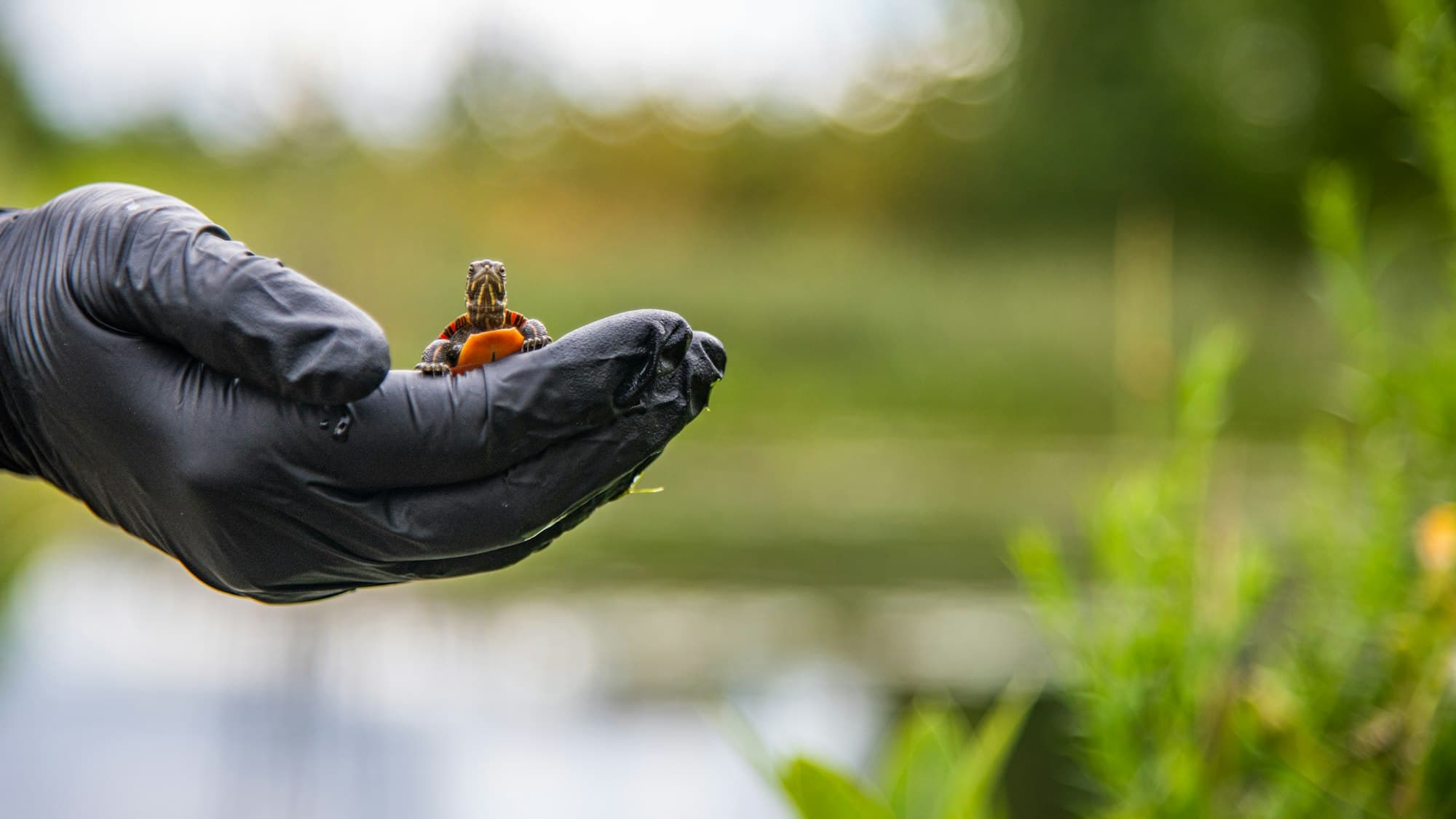 A gloved hand holding a small turtle beside a green wetland.